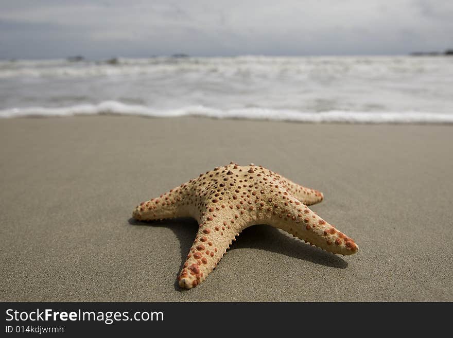 Starfish On The Beach