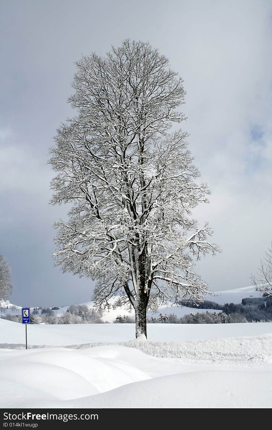 Frozen tree near the road in hill countryside