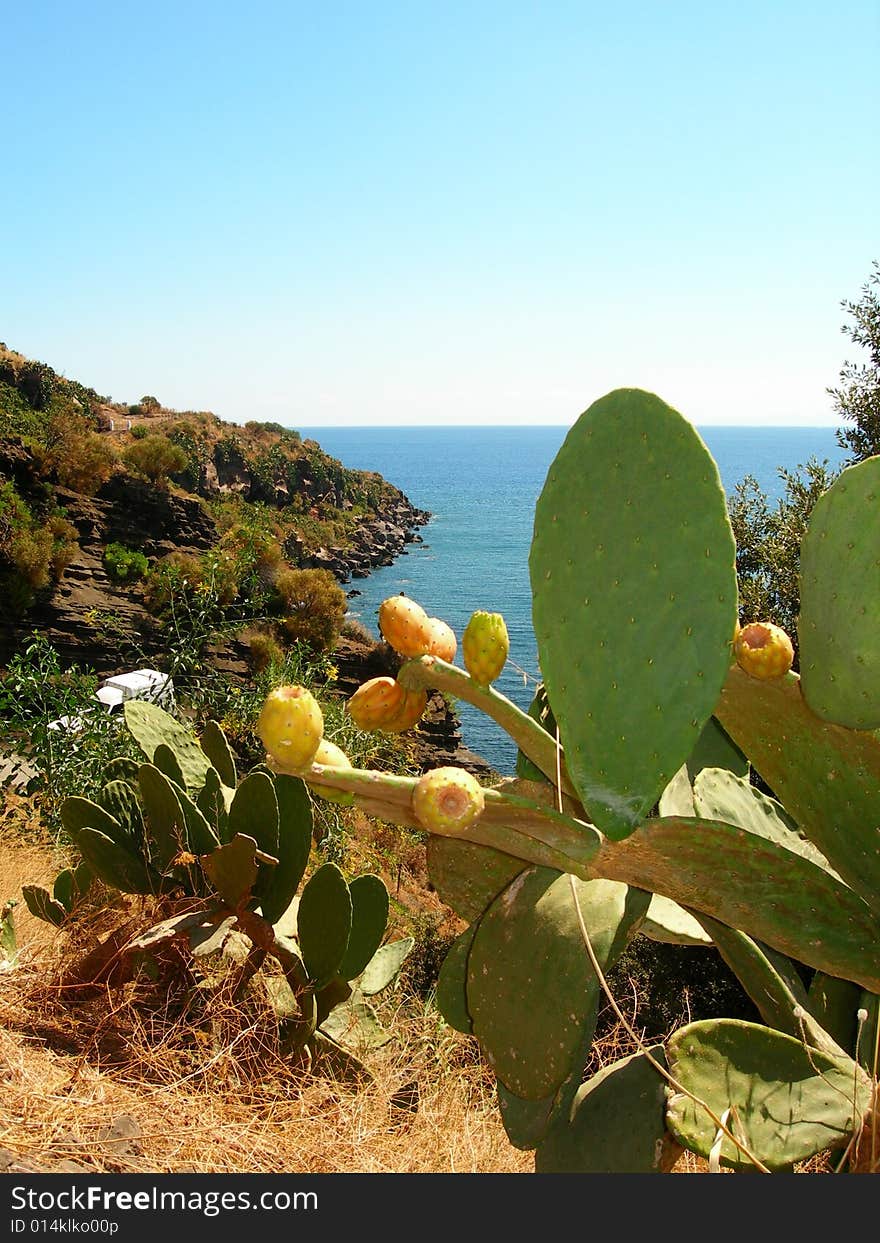 Indian fig opuntia is a species of cactus in sicily where the prickly pear fruit is known as fico di india, the cactus grows wild and cultivated