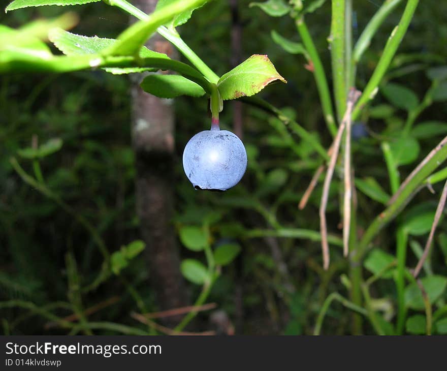 Bilberry