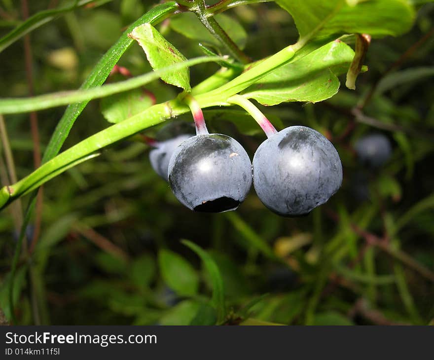 Photo of pair a bilberry in the summer in wood. Photo of pair a bilberry in the summer in wood