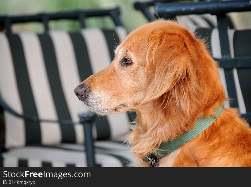 Intense Concentration and Focus of Golden Retreiver. Intense Concentration and Focus of Golden Retreiver