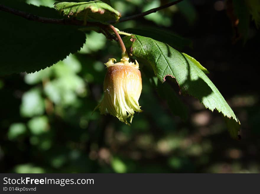 Nut in a shell in a nuts tree. Nut in a shell in a nuts tree