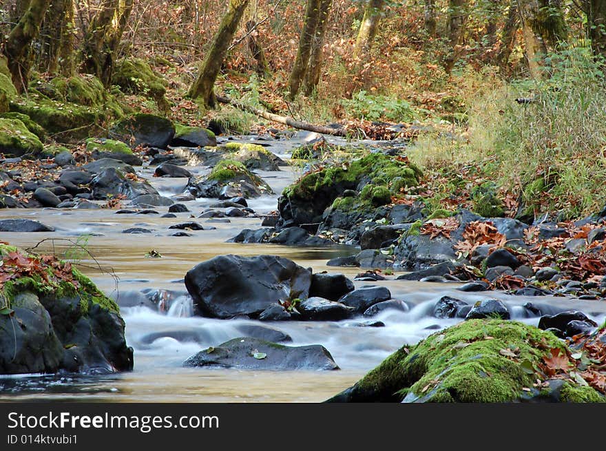 Stream in autumn with rocks, dead leaves, lots of green