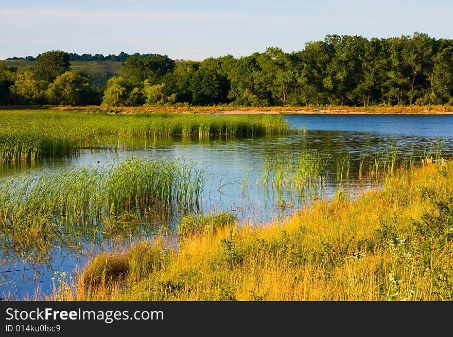 Grass growing in the lake