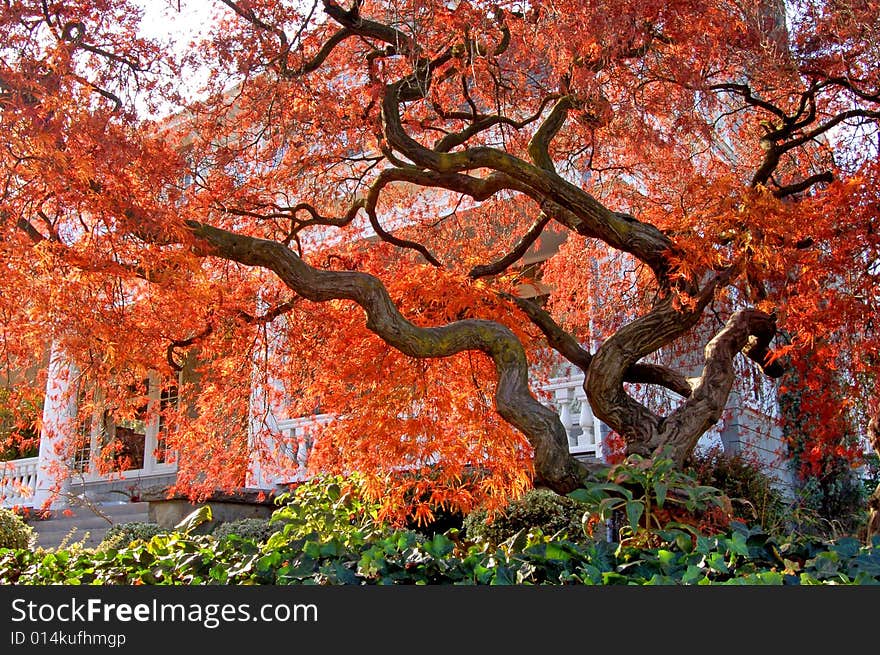 Old Maple Tree