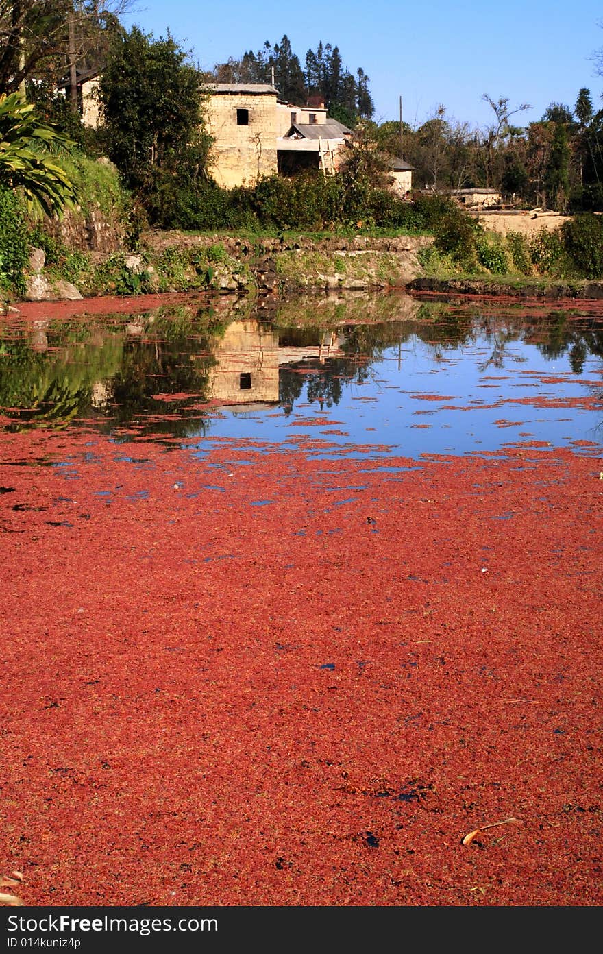 The photography place is the Chinese Yunnan Province Yuanyang County, there rural scenery is beautiful, in the field grows has the red duckweed.