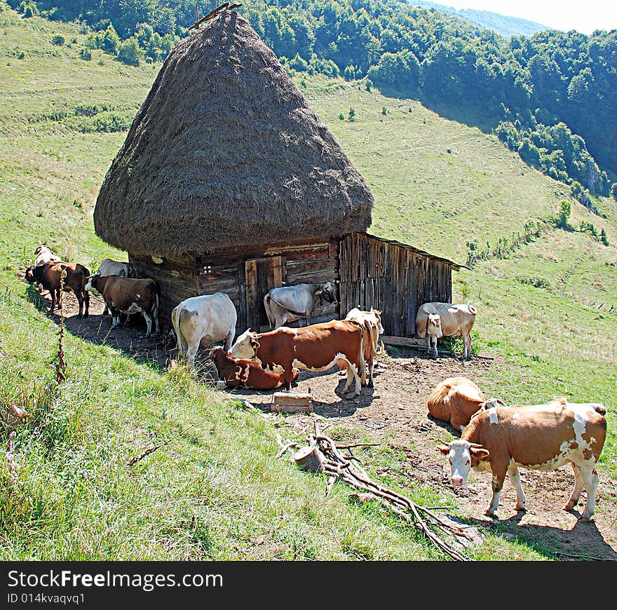 Cows And Cottage