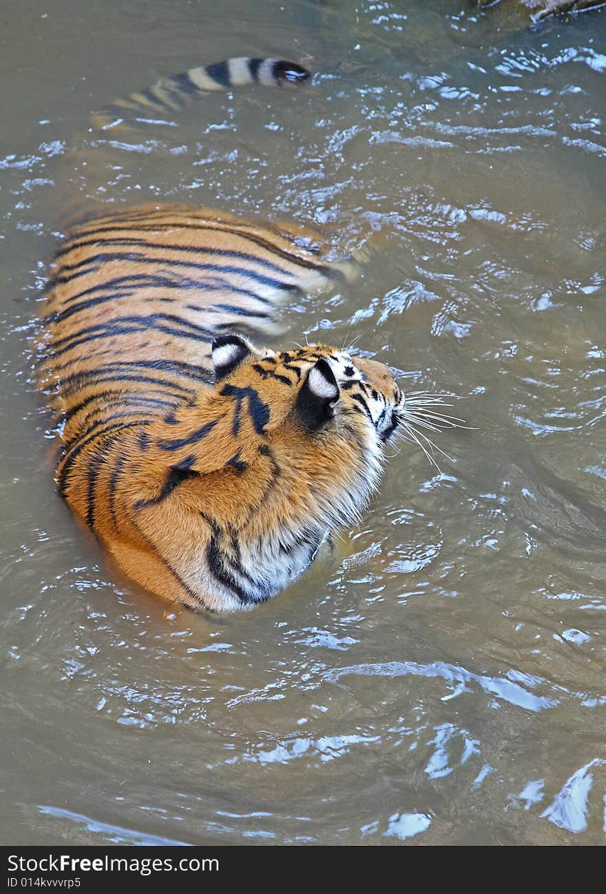 Big swimming tiger. Pleasure of being in the water.