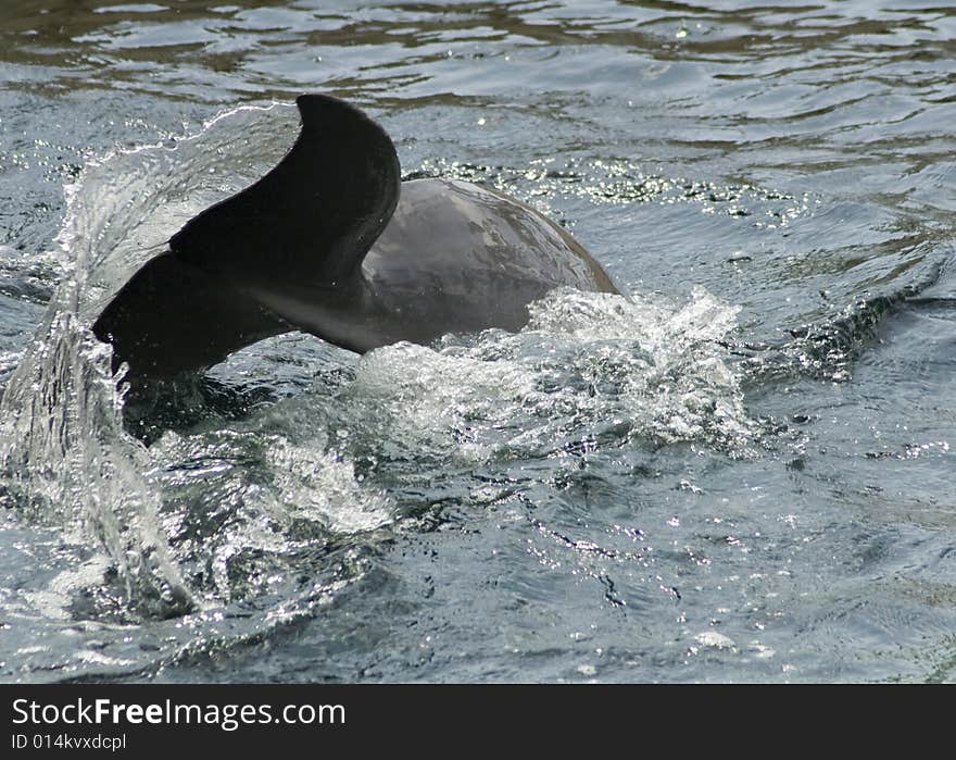 Dolphin smimming away from the camera