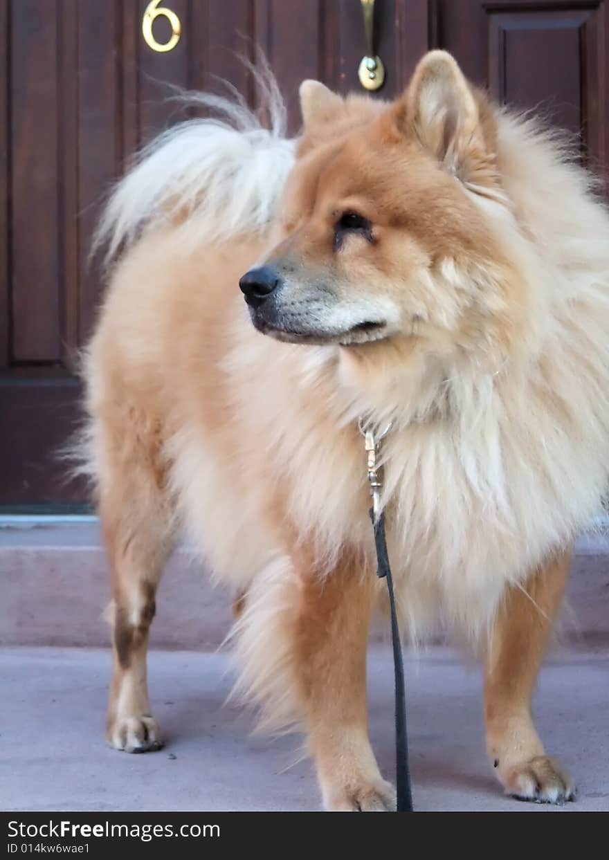 Chow Chow Breed Dog on Leash Guarding Front Door of Home. Chow Chow Breed Dog on Leash Guarding Front Door of Home