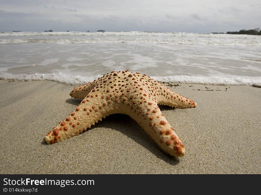 Starfish on the beach