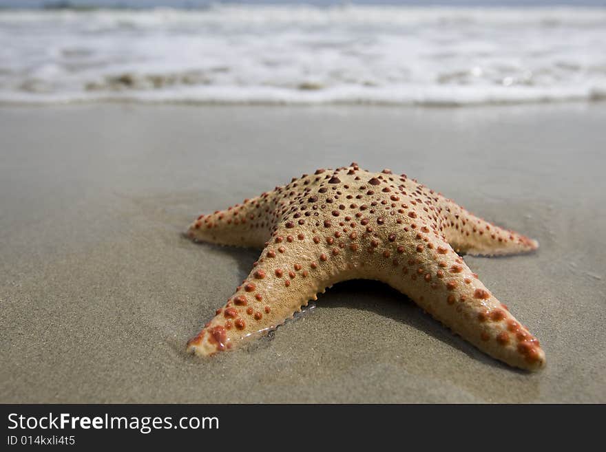 Starfish on the beach