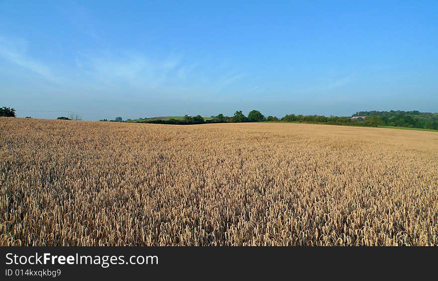 Wide Open Field