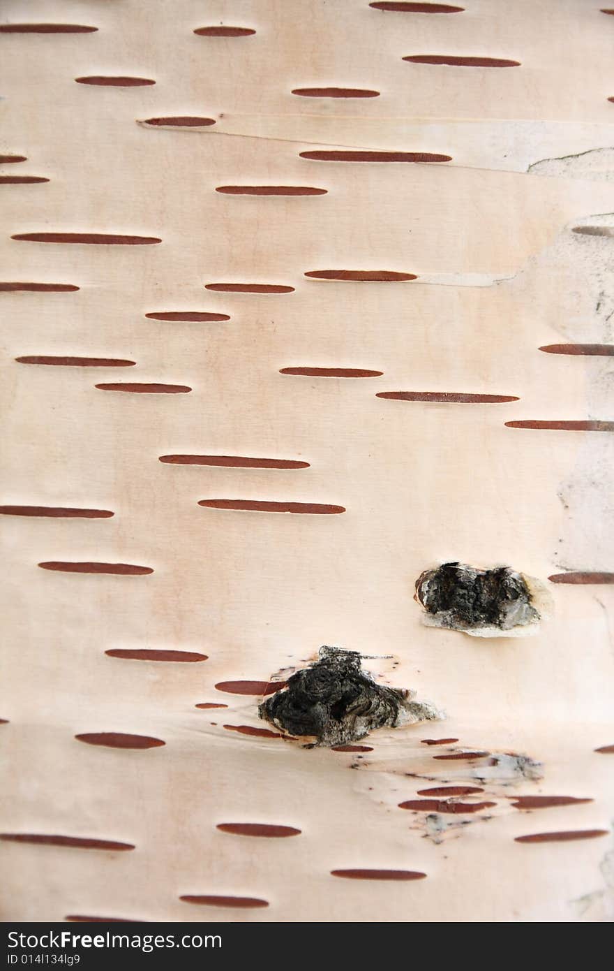 Birch bark background