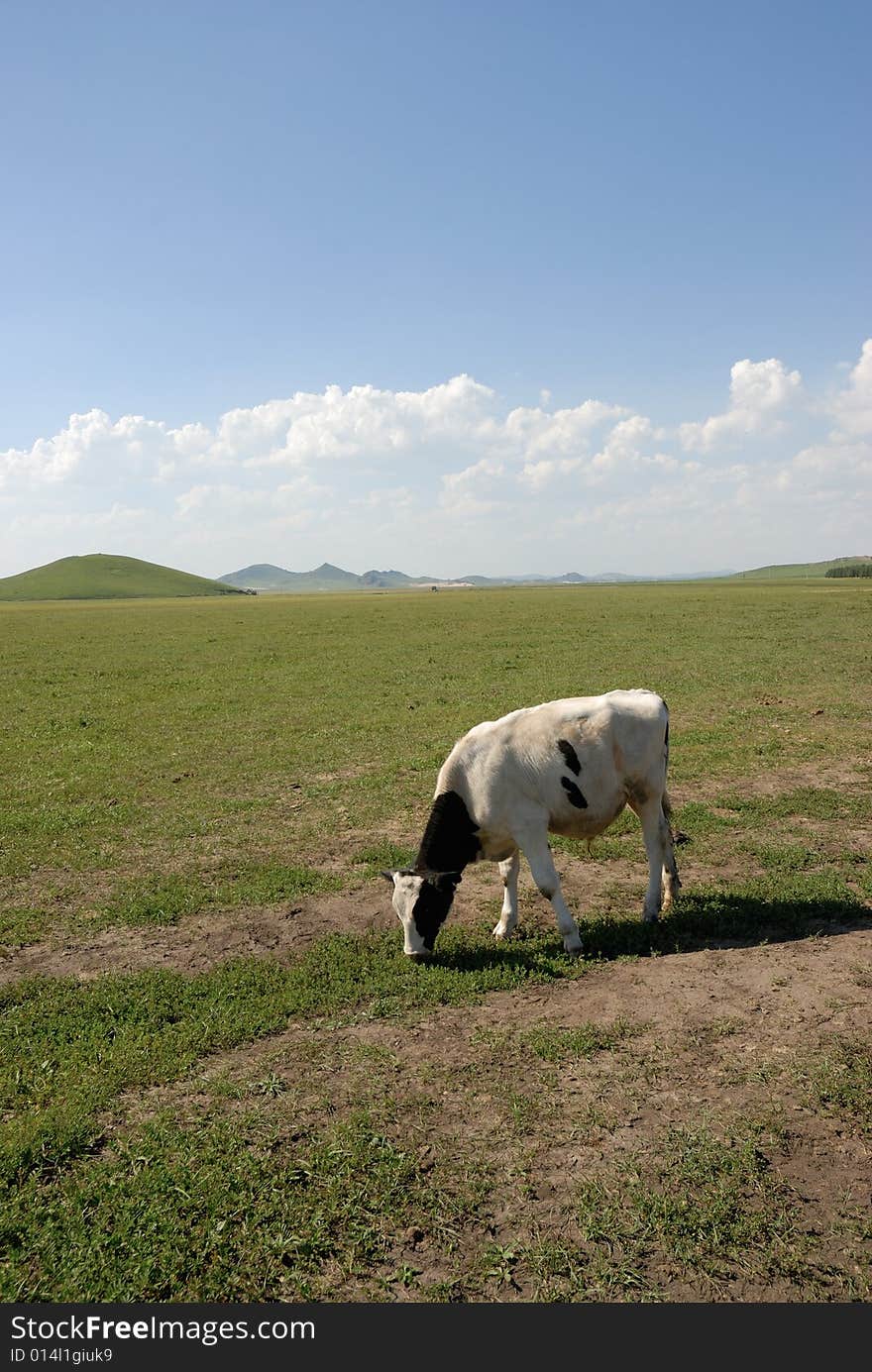 Cow eatting on the glassland. Cow eatting on the glassland