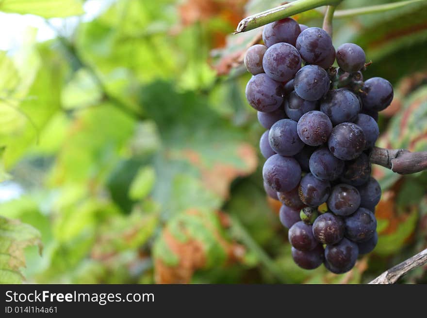 Blue grapes ready for harvest