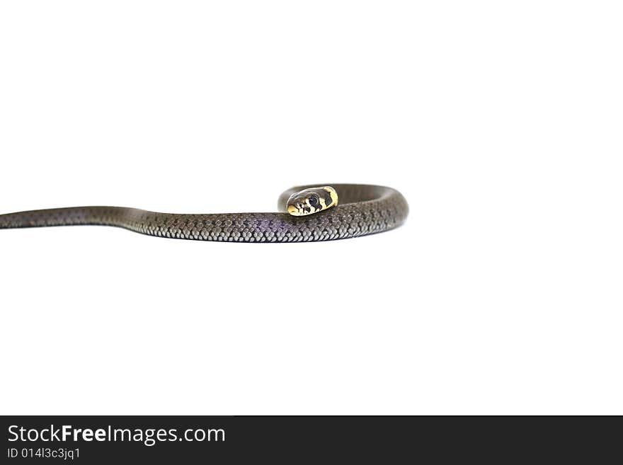 wounding grass snake 2