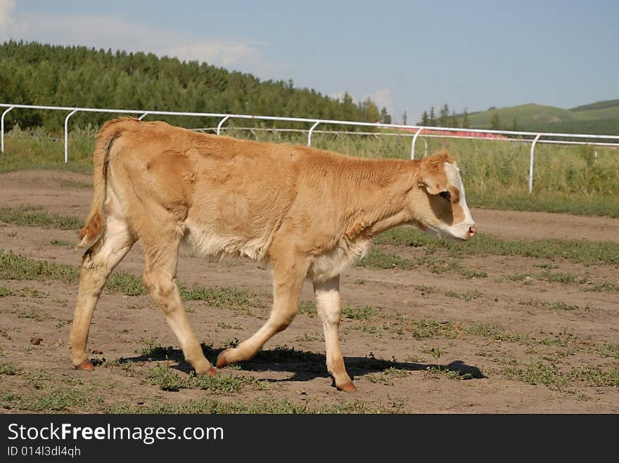 Cow walking in the road