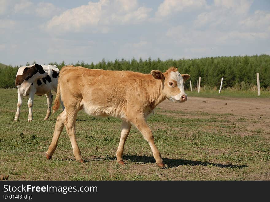 Cow walking in the glassland