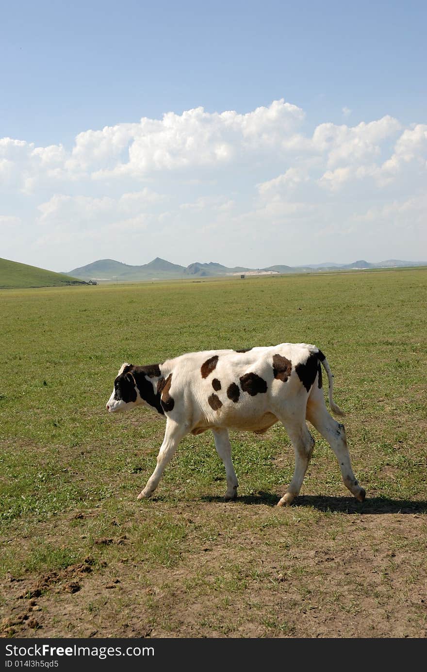 Cow on the glassland