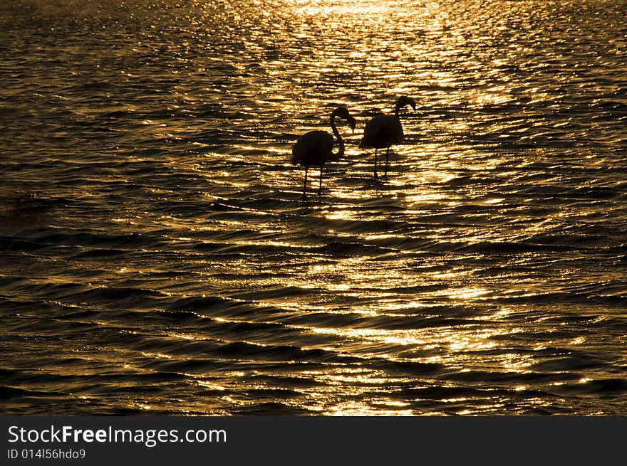 Flamingo in sunset