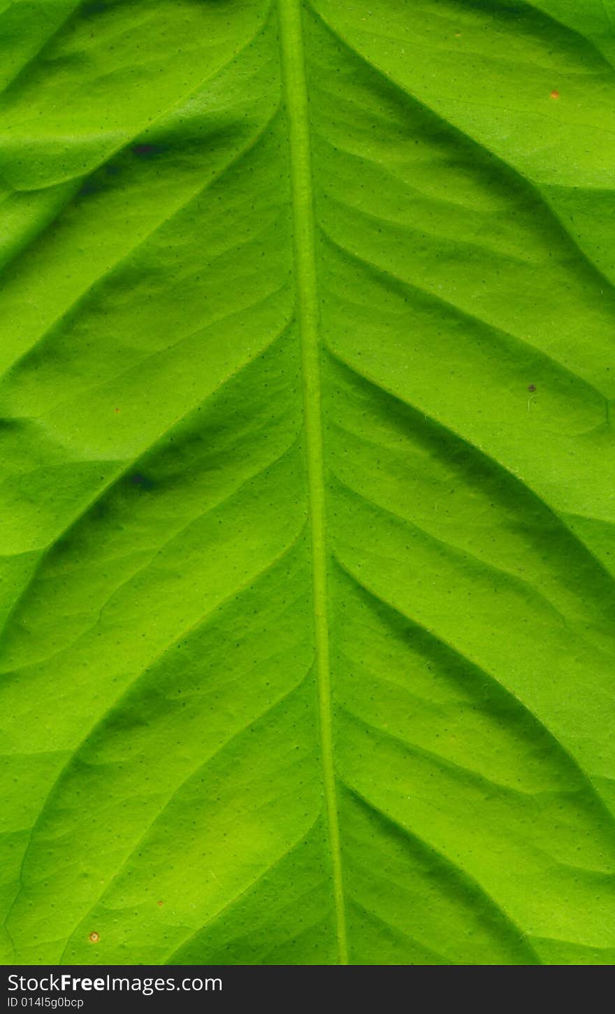 Structure of a leaf of a lemon. Structure of a leaf of a lemon