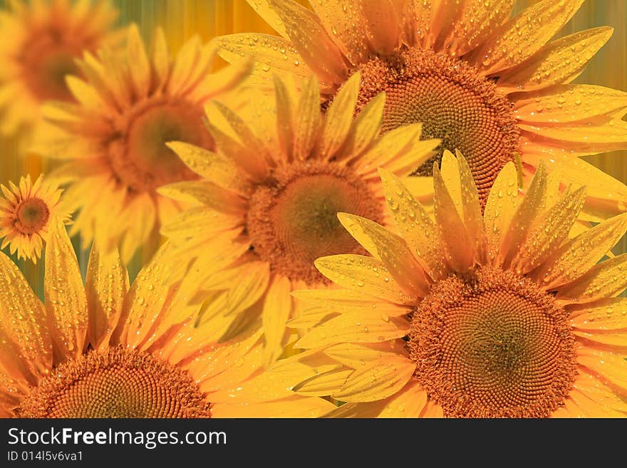 Beauty summer landscape with sunflowers. Beauty summer landscape with sunflowers