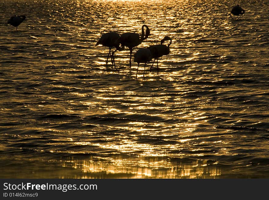 Flamingo In Sunset...