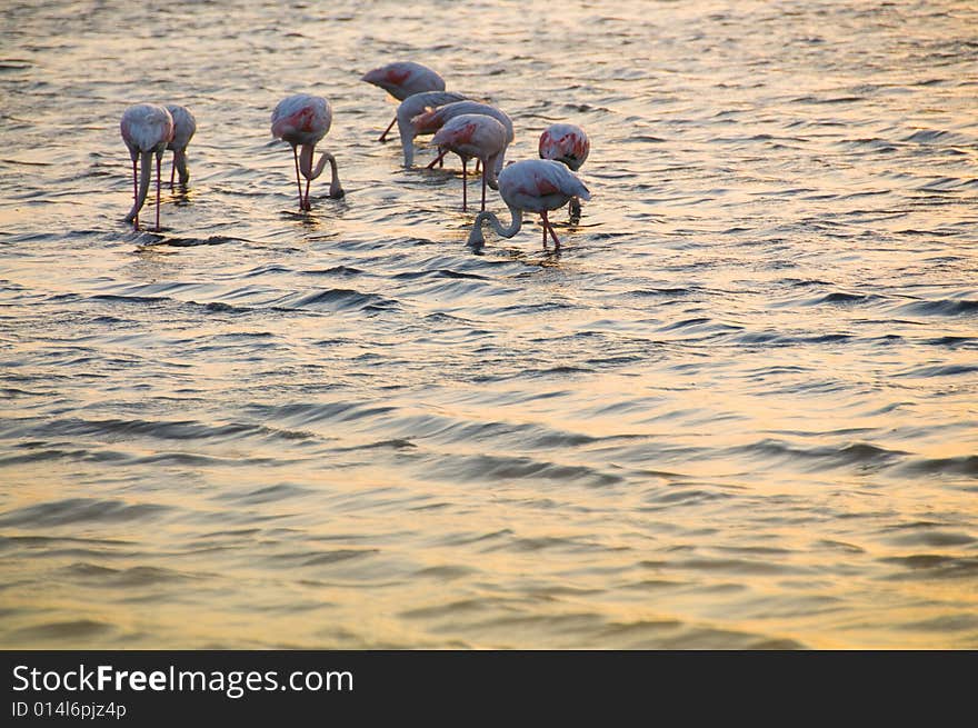 Flamingos in a sea.Izmir/Turkey. Flamingos in a sea.Izmir/Turkey