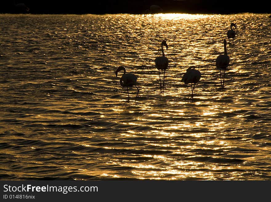 Flamingo In Sunset.........