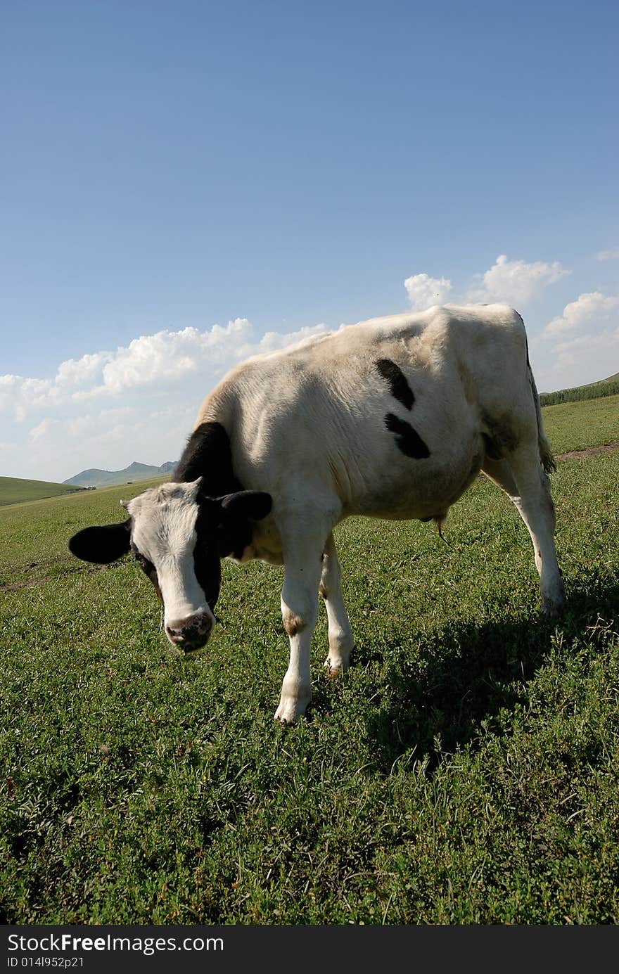 Cow eatting on the glassland. Cow eatting on the glassland