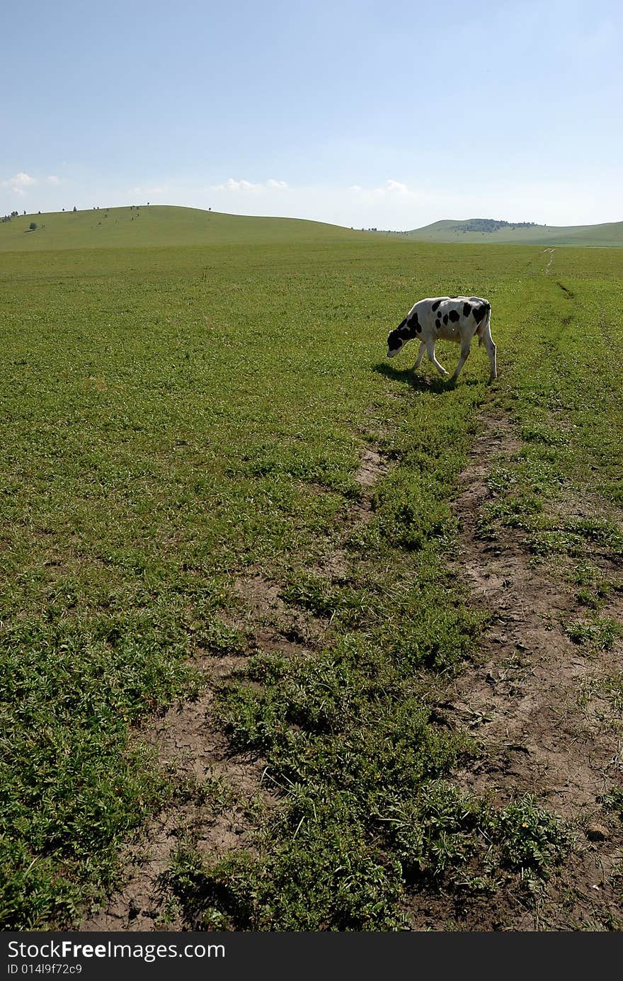 Cow eatting on the glassland. Cow eatting on the glassland