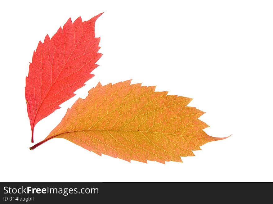 Autumn leaves isolated on white background