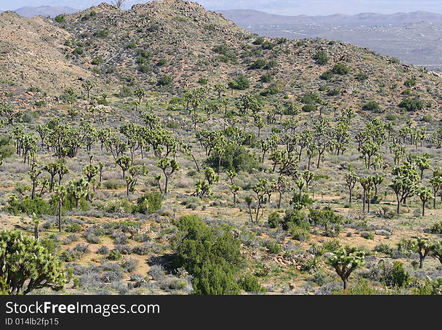 Joshua Tree National Park views. Joshua Tree National Park views.