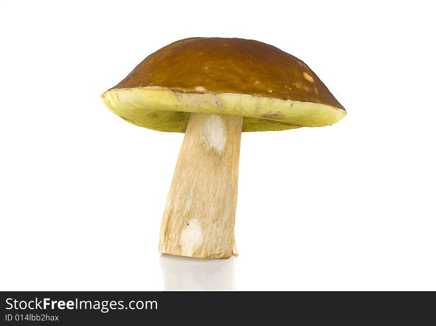 Boletus edulis