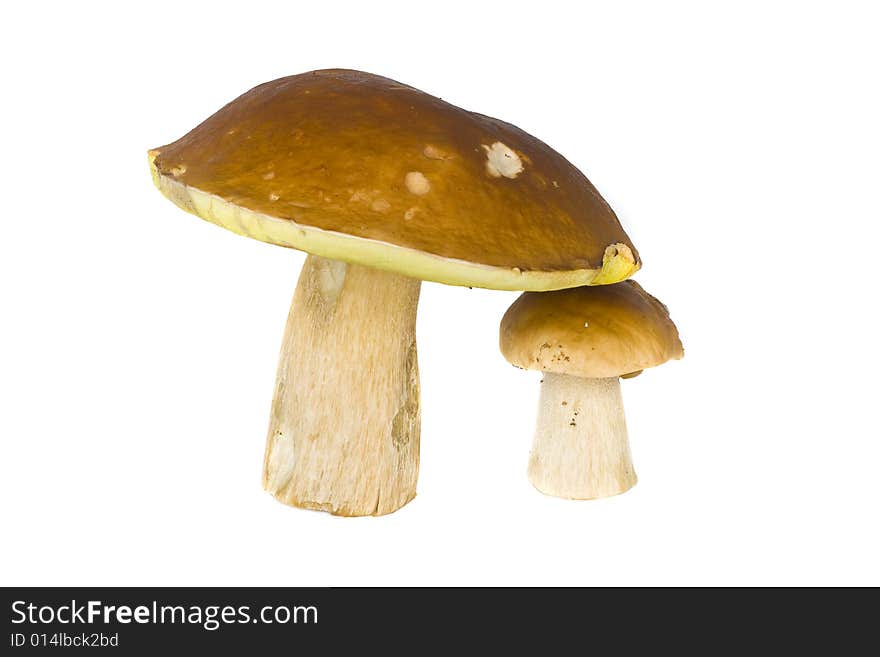 It is a lot of ceps on a white background. It is a lot of ceps on a white background