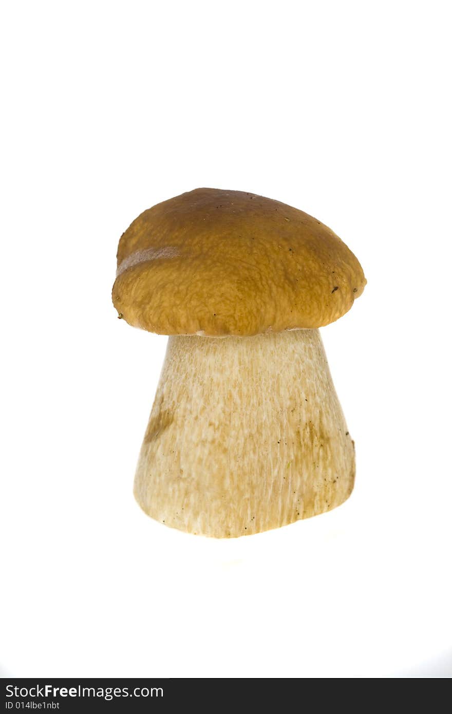 Boletus Edulis