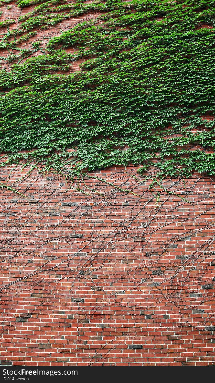 A red brick wall with green plants