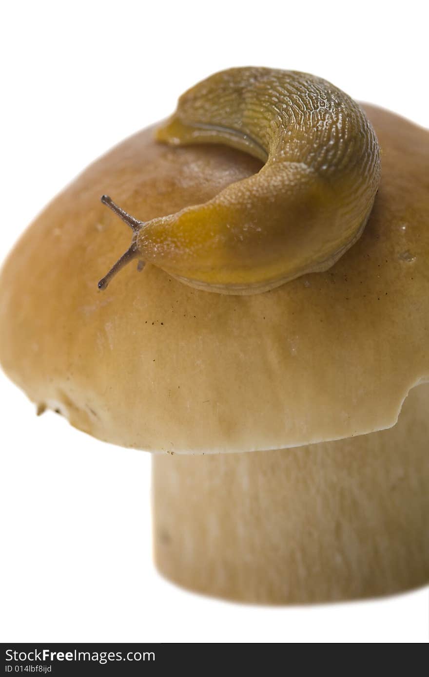 Snail on a cep