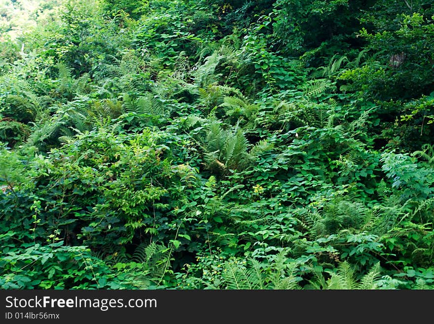 Texture of the green grass in the subalpine forest