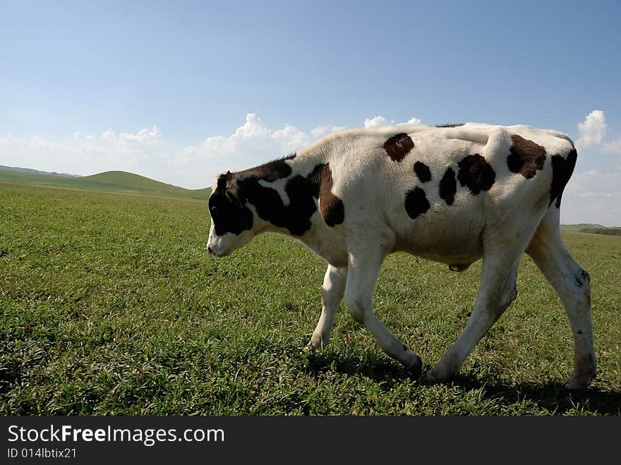 Cow on the glassland