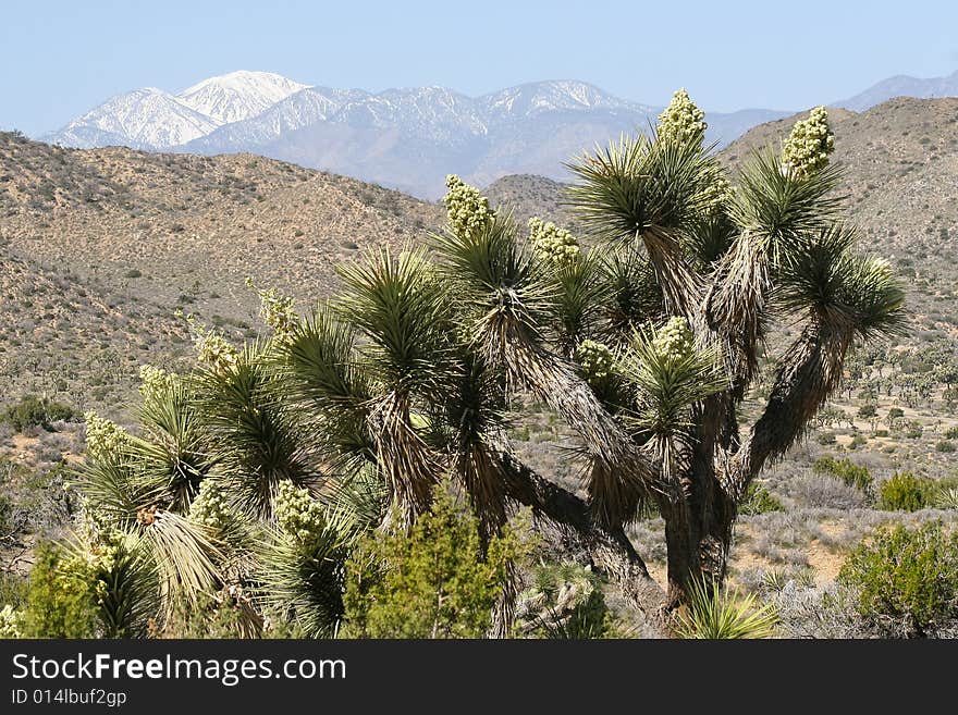 Joshua Tree National Park views. Joshua Tree National Park views.