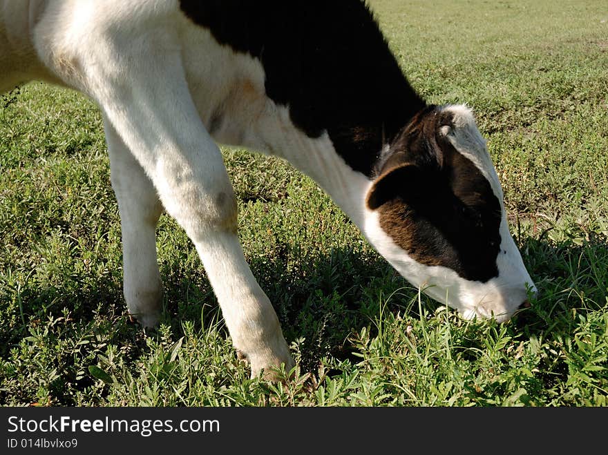 Cow on the glassland