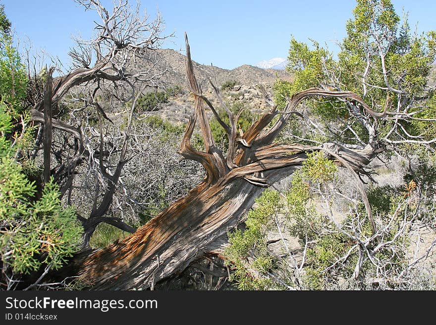 Joshua Tree National Park views. Joshua Tree National Park views.