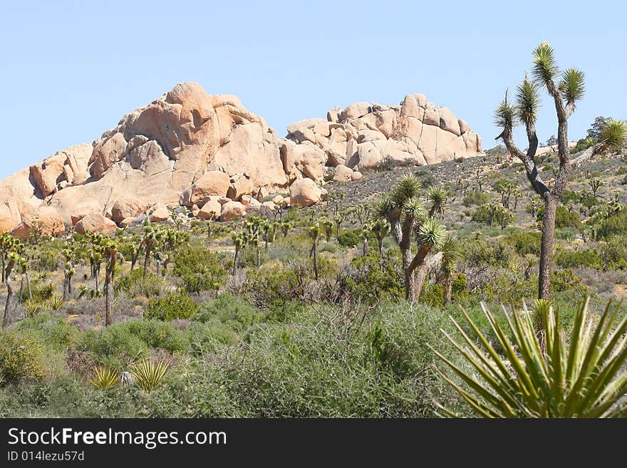 Joshua Tree National Park views. Joshua Tree National Park views.