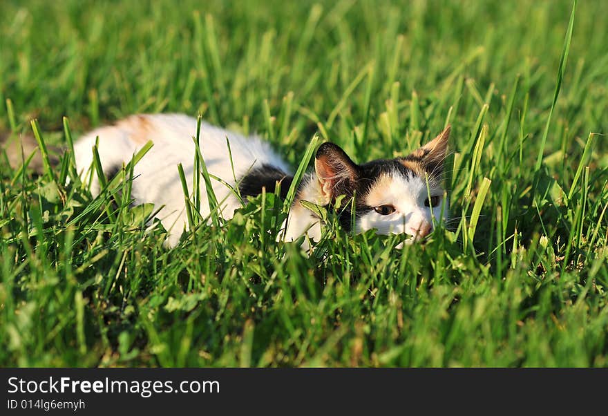 Cat playing on the grass