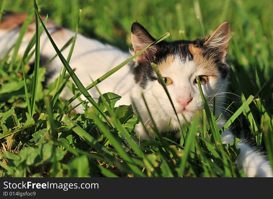 Cat playing on the grass