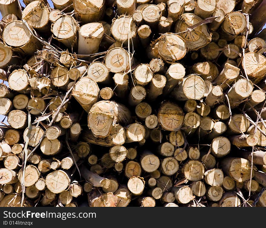 Dozens of dead trees making a woodpile.