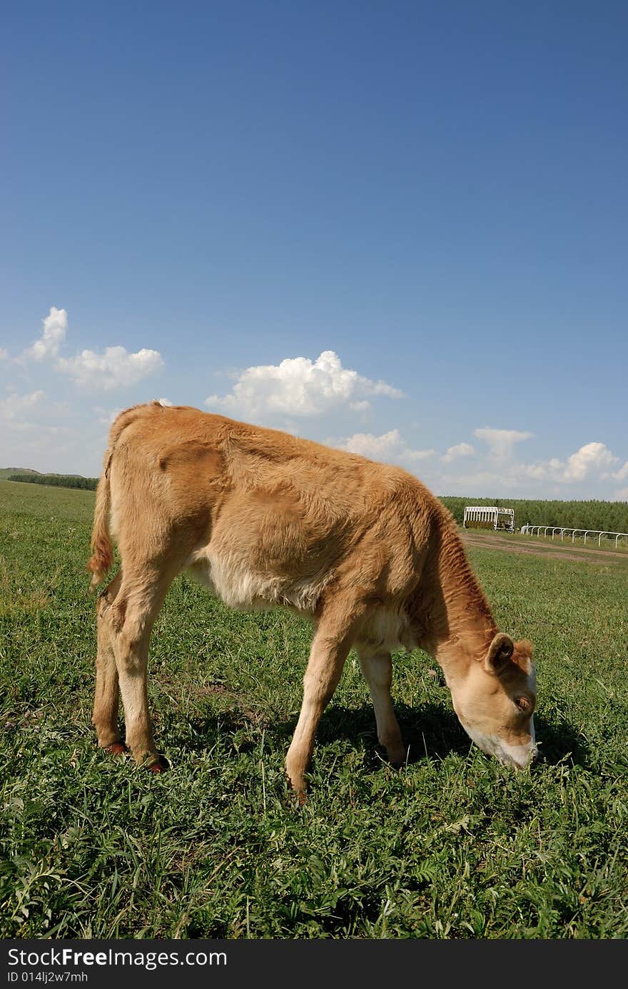 Cow eatting on the glassland. Cow eatting on the glassland